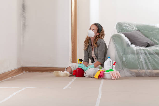 Reliable Basement Mold Removal contractor in Westminster, CO by WQB Mold Removal