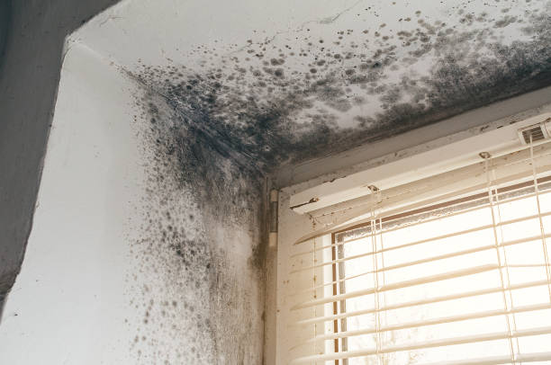 Affordable Basement Mold Removal solutions in Westminster, CO